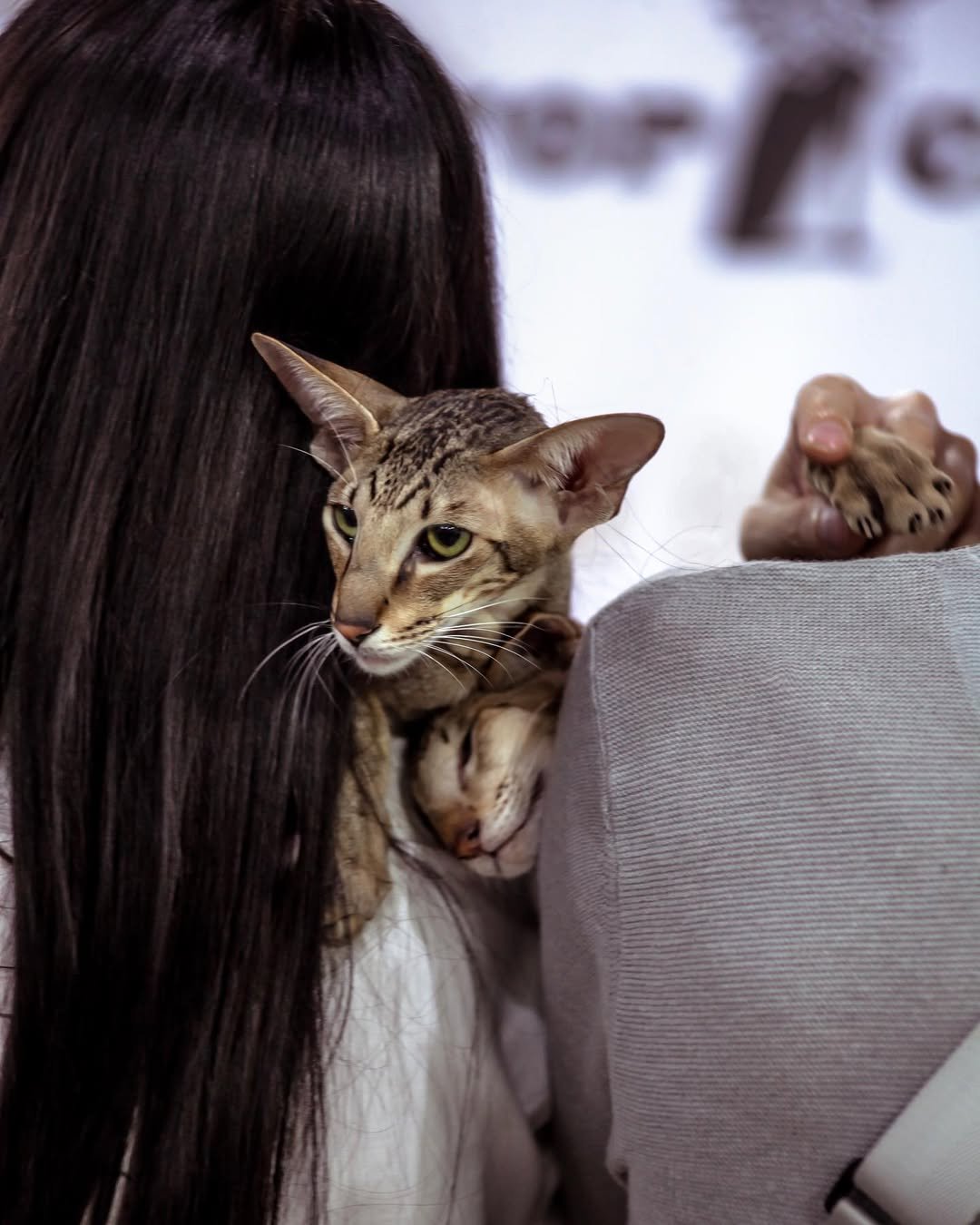 Elite Oriental Kittens Breeder